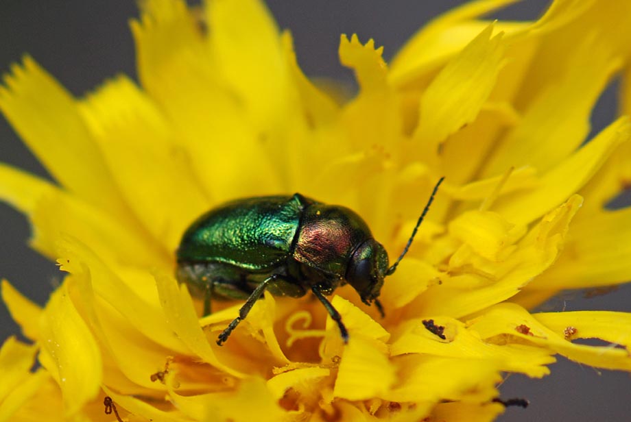 Coleottero bicolore da id: Cryptocephalus aureolus